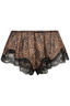 Hayden Short Leopard